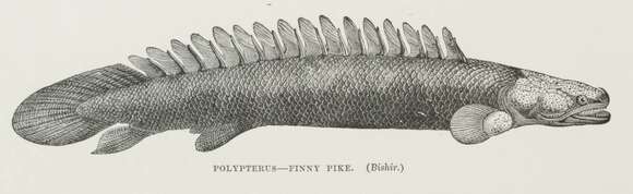 Image de Polypterus bichir Lacepède 1803