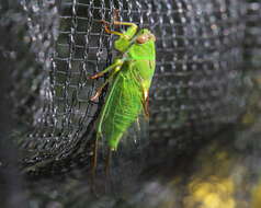 Image of April green cicada