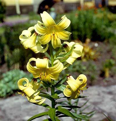 Image of Lilium kesselringianum Miscz.