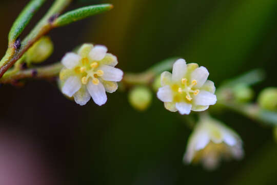 Image of Clutia ericoides Thunb.