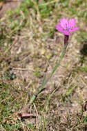 Слика од Dianthus deltoides L.