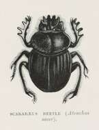 Image of Scarabaeus sacer Linnaeus 1758