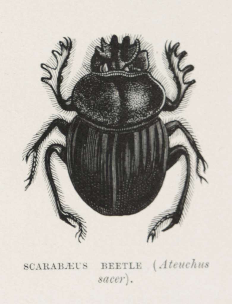 Image of Scarabaeus sacer Linnaeus 1758