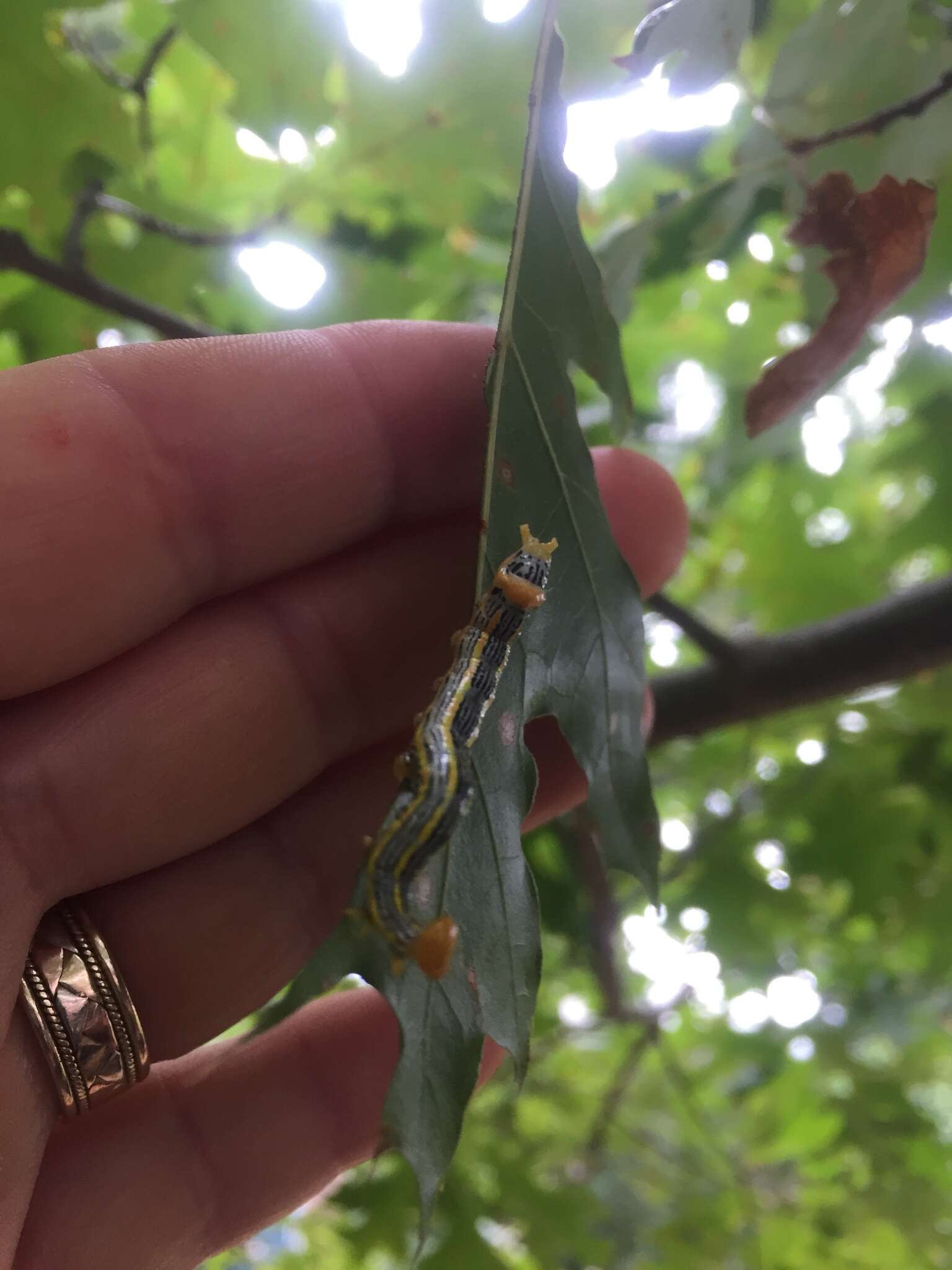 Image of Red-humped Oakworm