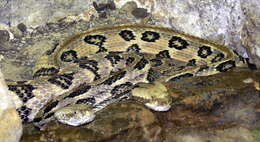 Image of Timber Rattlesnake