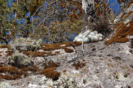 Image of Echinocereus rischeri