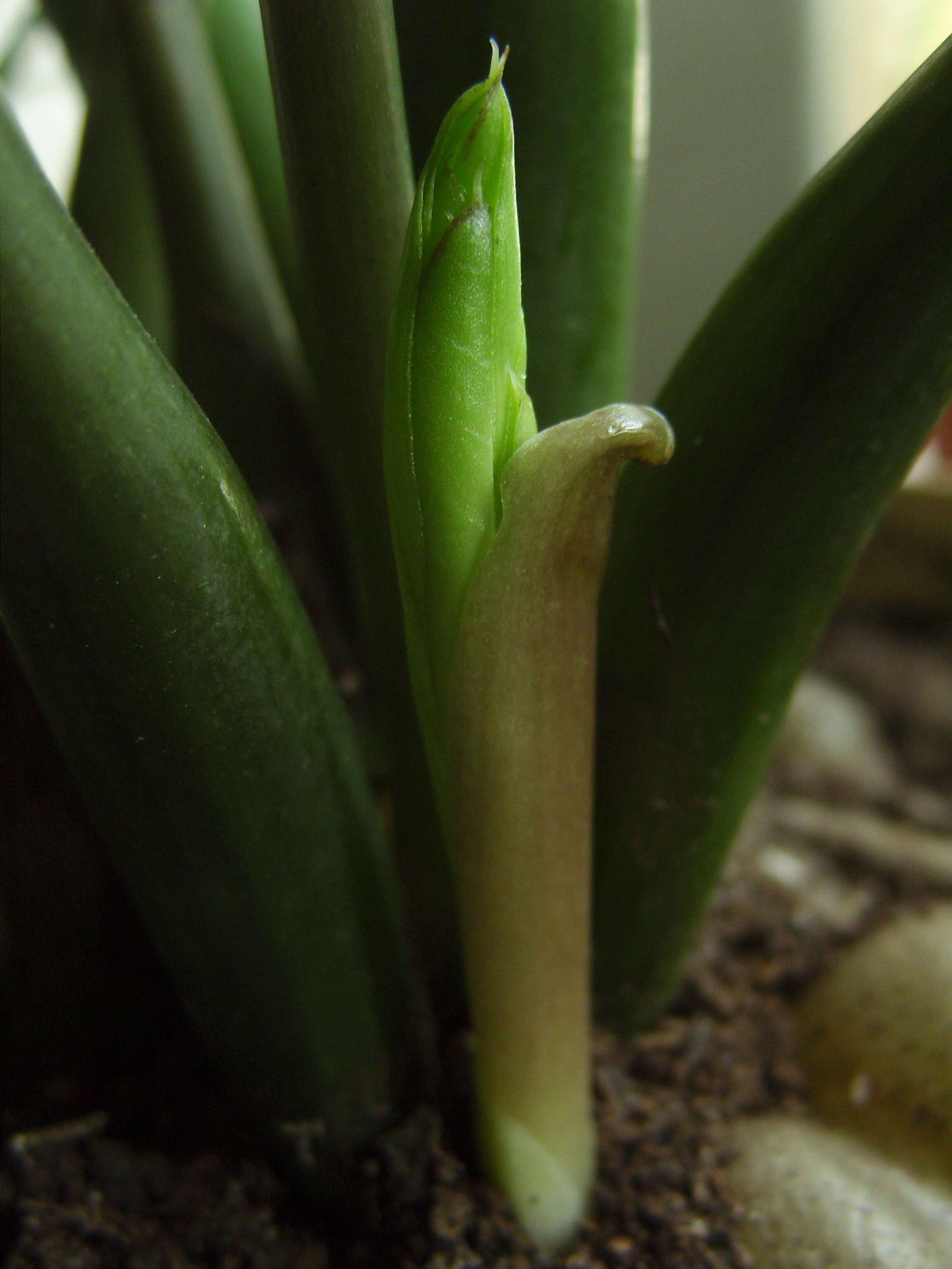 Image de Zamioculcas zamiifolia (G. Lodd.) Engl.