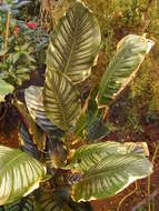 Image of calathea