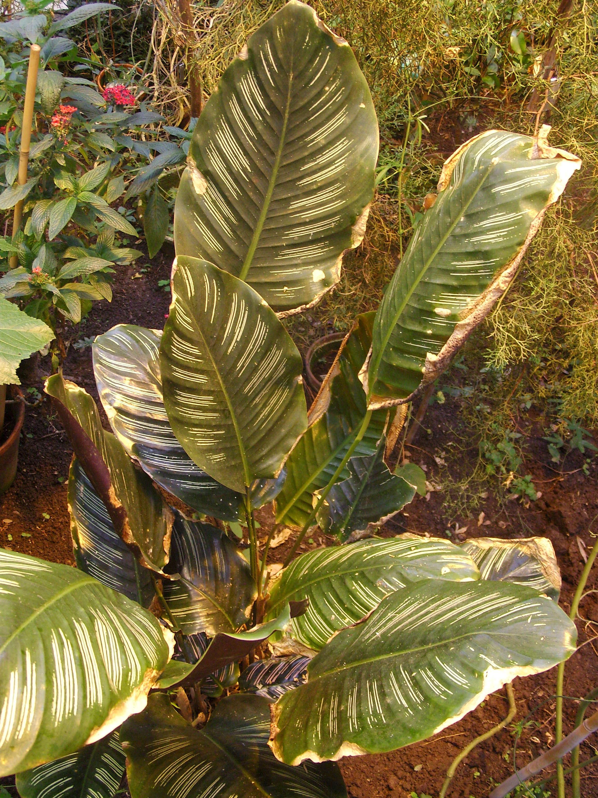 Image of calathea