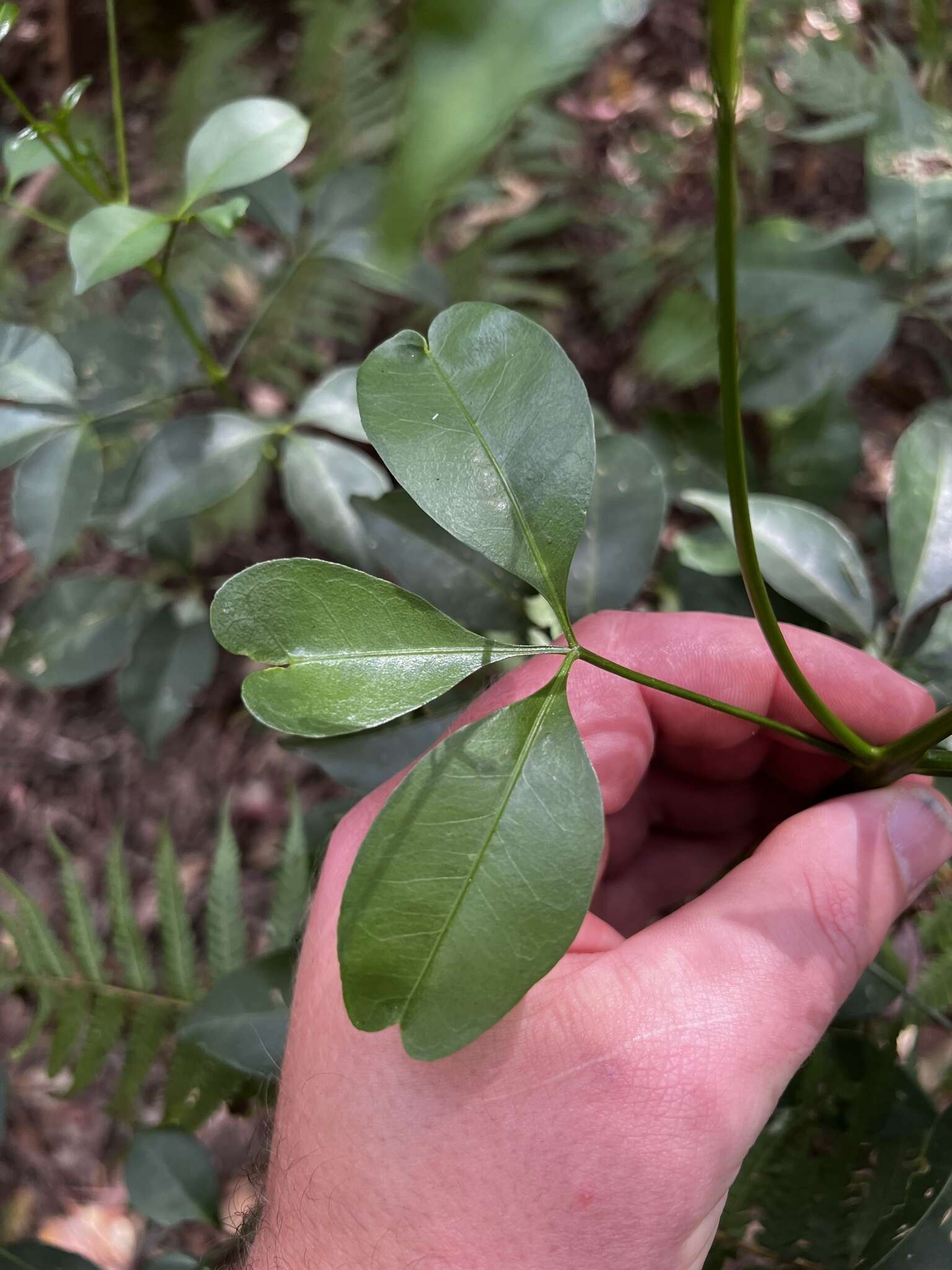 Image of Melicope hayesii T. G. Hartley