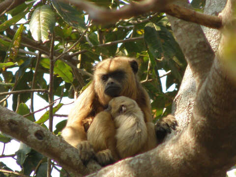 Image of Black Howler Monkey