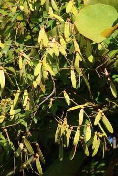 Image of Ventilago madraspatana Gaertn.