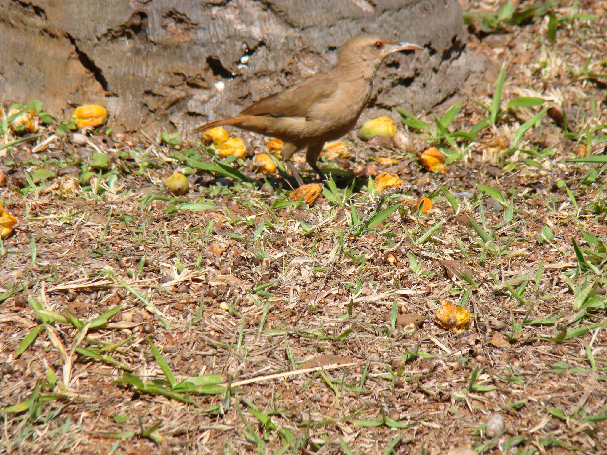 Image of Rufous Hornero