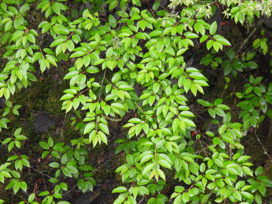 Imagem de Prunus obtusata Koehne