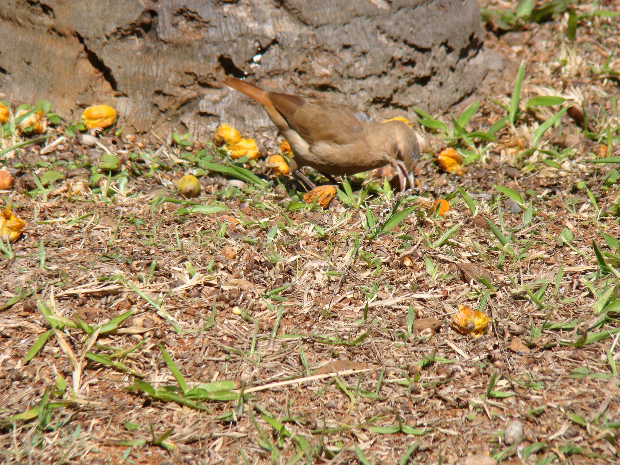 Image of Rufous Hornero