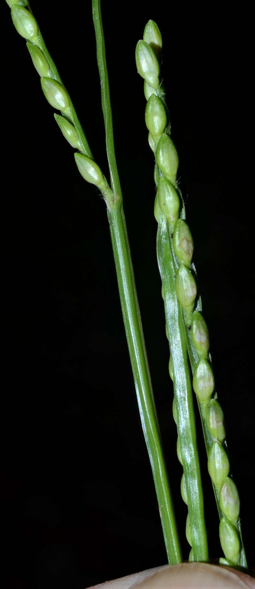 Image of Broad-Leaf Liverseed Grass