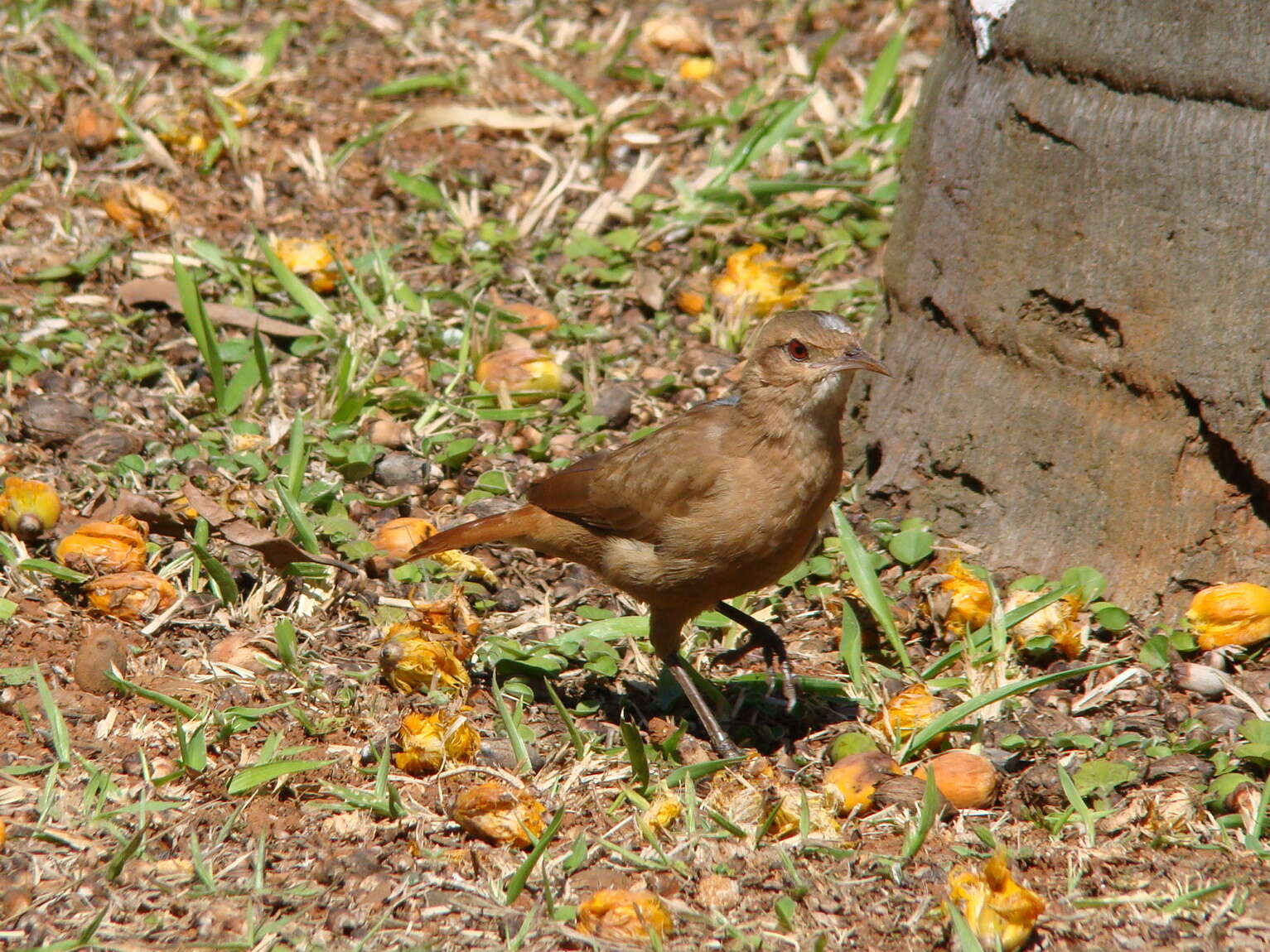 Image of Rufous Hornero