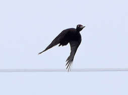 Image of Black Woodpecker