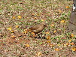 Image of Rufous Hornero