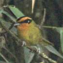 Image of Orange-browed Hemispingus