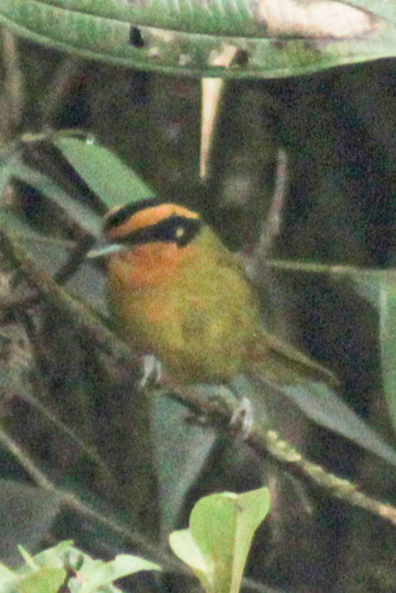 Image of Orange-browed Hemispingus