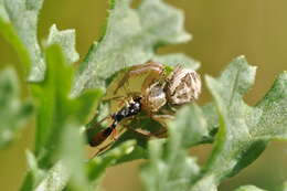 Image of common crab spider