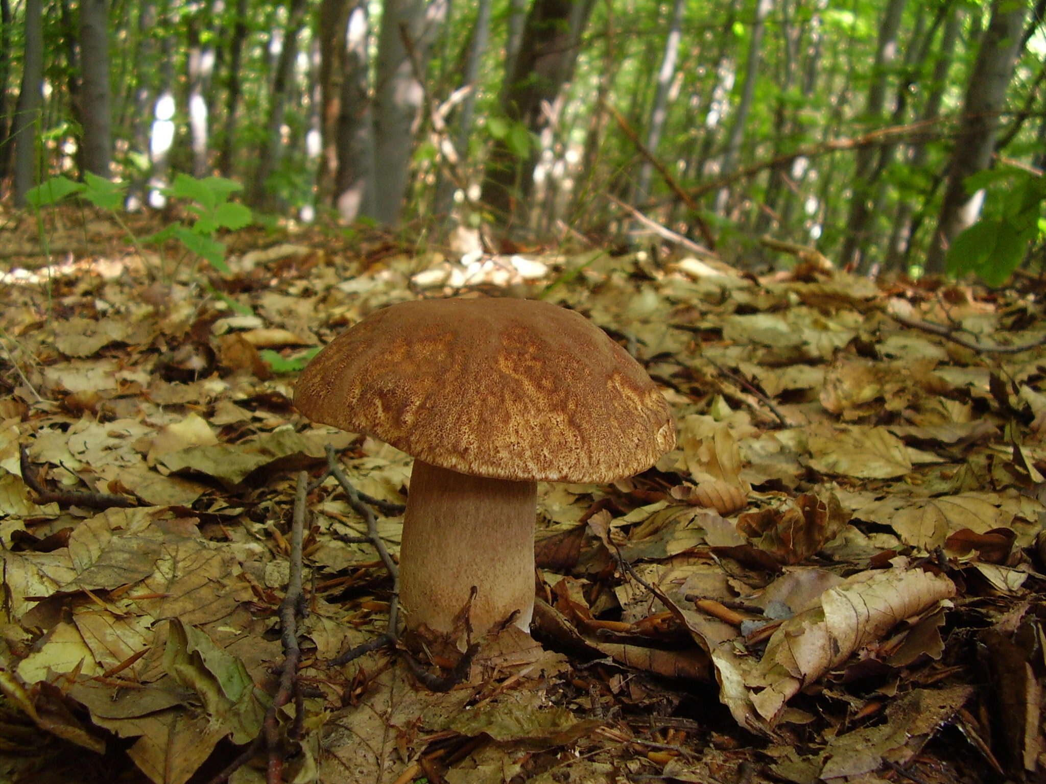 Imagem de Boletus reticulatus Schaeff. 1774