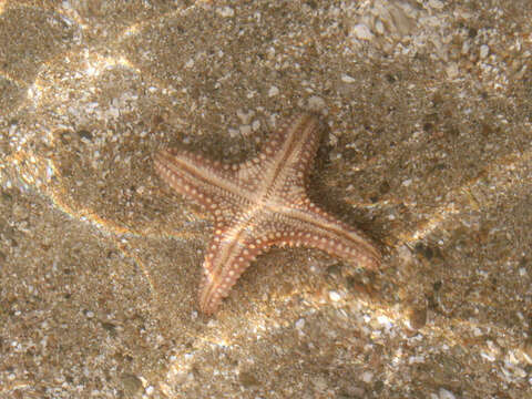 Image of Red cushion sea star