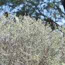 Image of silver prairie clover