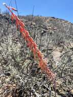 Image of Gasteria disticha (L.) Haw.