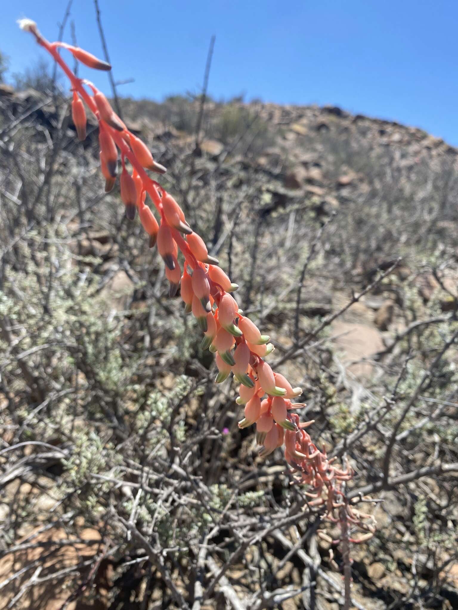 Image of Gasteria disticha (L.) Haw.