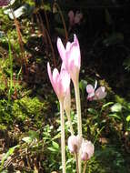 Image of Autumn crocus