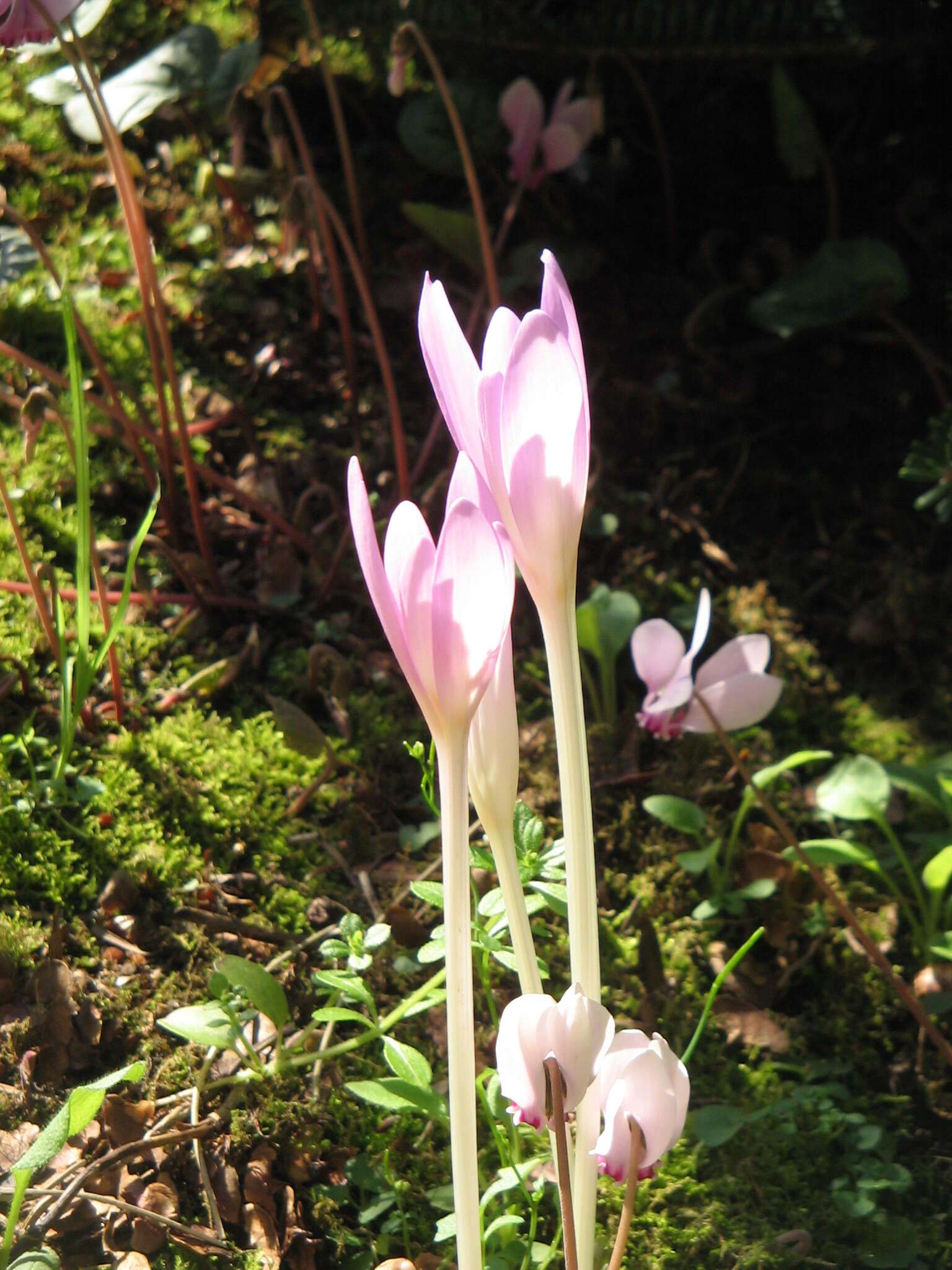 Image of Autumn crocus