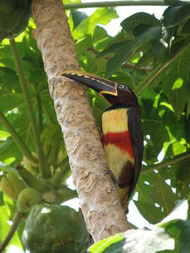 Image of Chestnut-eared Aracari