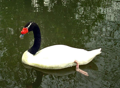 Image of Black-necked Swan