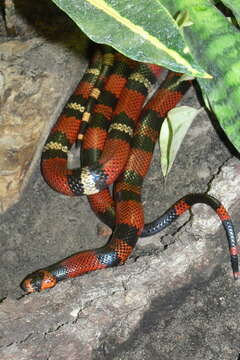 Image of Lampropeltis abnorma (Bocourt 1886)