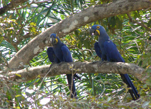 Image of Hyacinth Macaw