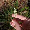 Image of Georgia beargrass