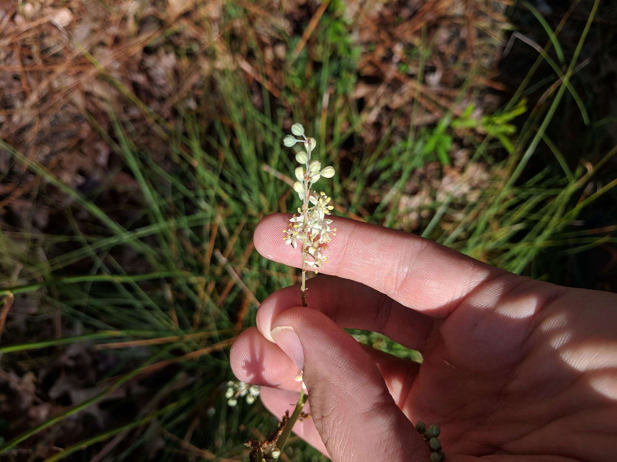 Image of Georgia beargrass