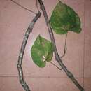 Sivun Tinospora cordifolia (Willd.) Miers kuva
