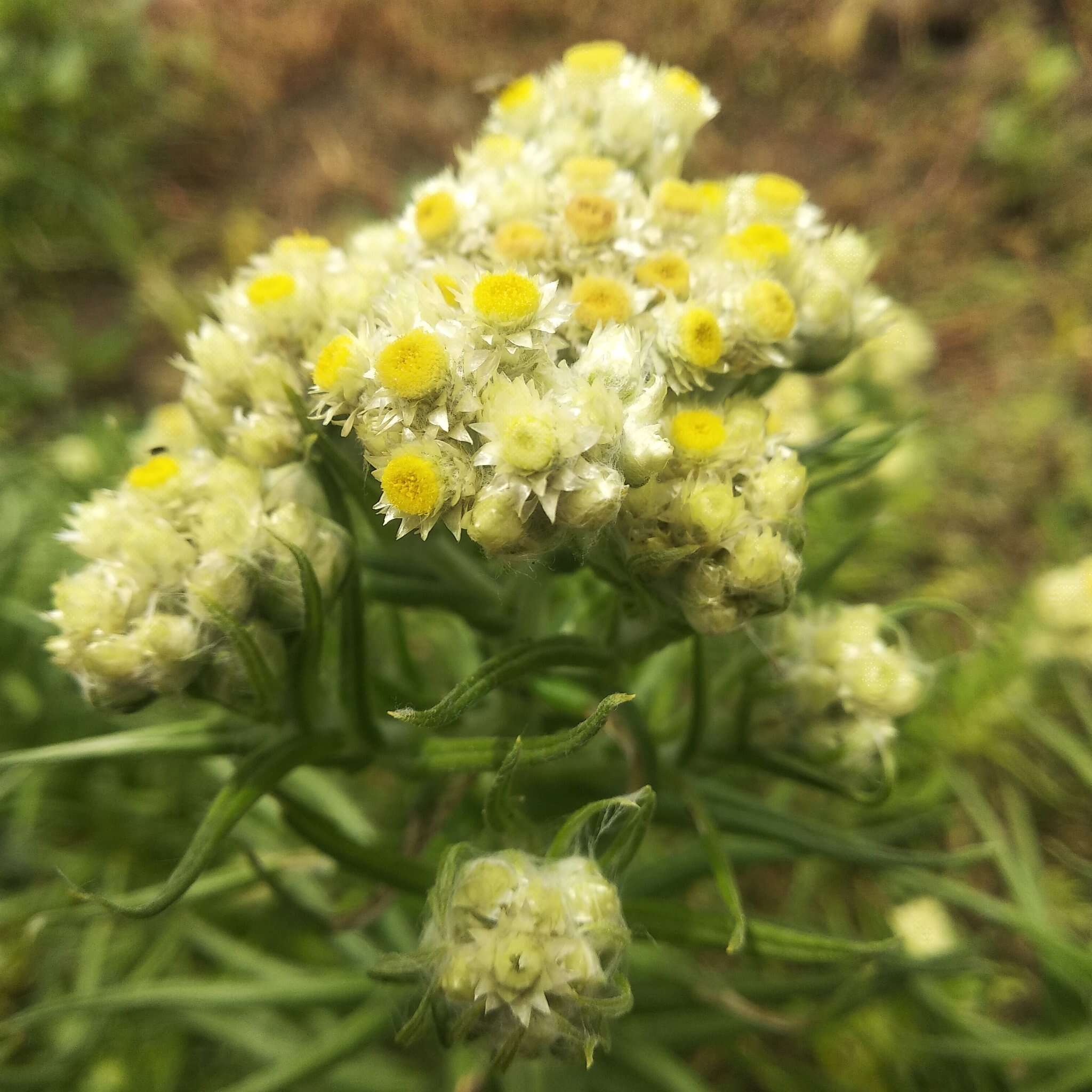 Image of winged cudweed