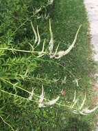 Image of Culver's root