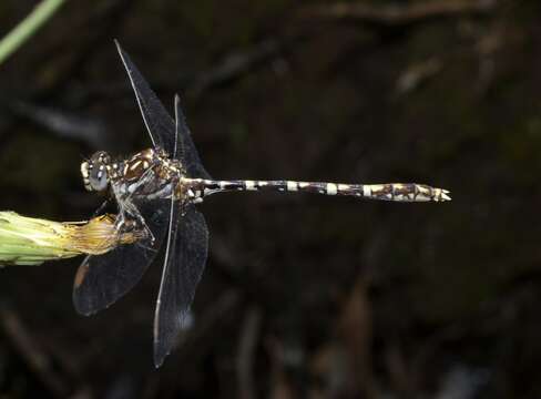 Imagem de Zephyrogomphus lateralis (Selys 1873)