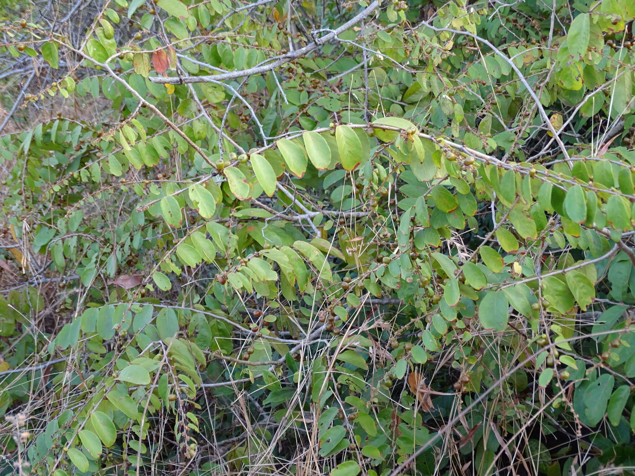 Image of Bridelia stipularis (L.) Blume