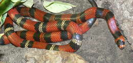 Image of milk snake