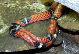 Image of milk snake