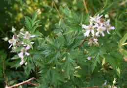 Image of cut-leaved bramble