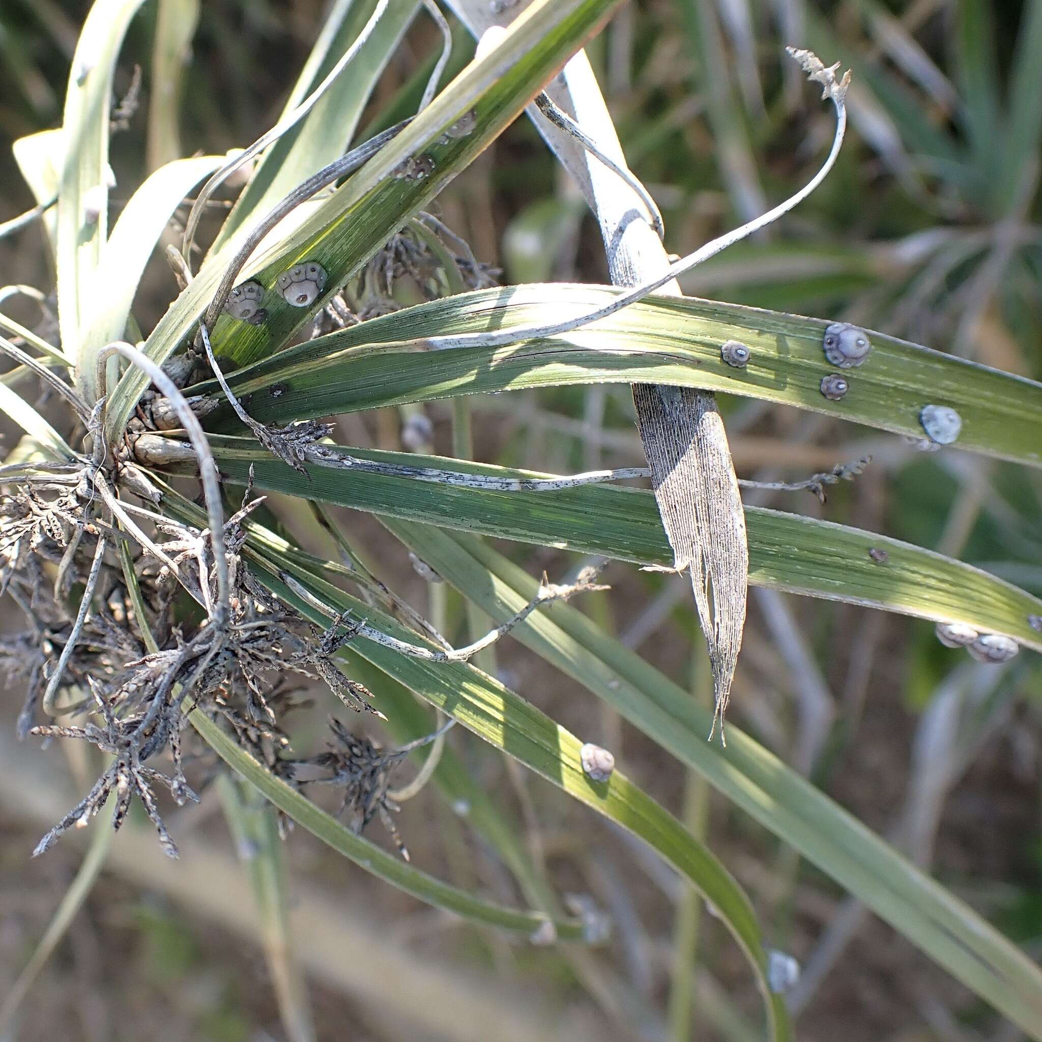 Image of Scale insect