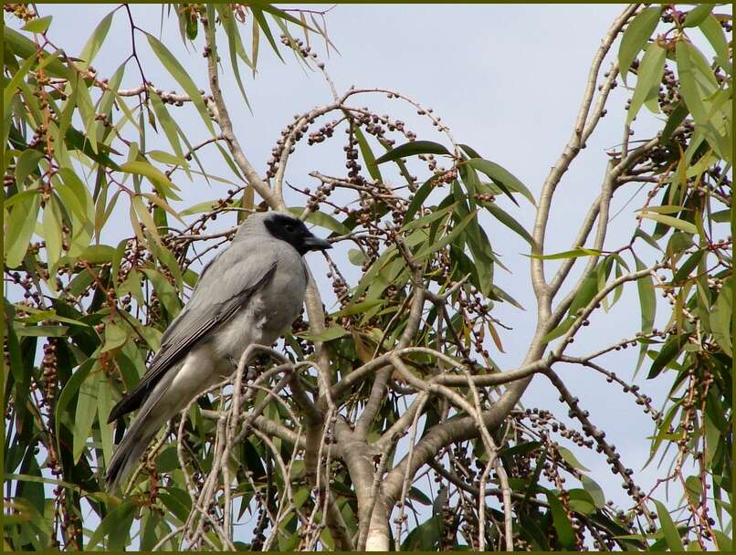 Image of Black-faced Cuckoo-shrike