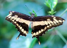 Image of Eastern Giant Swallowtail